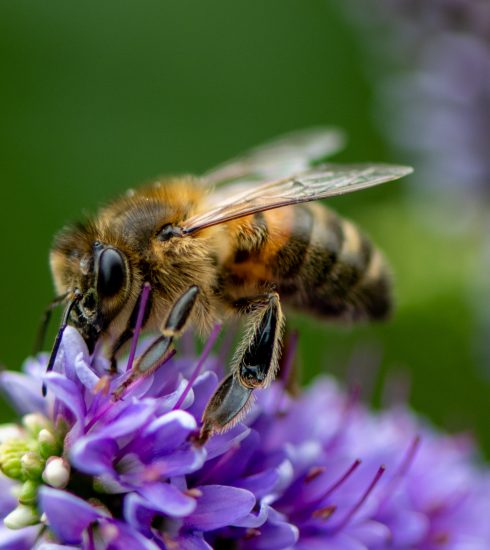 yellow and black bee on purple flower